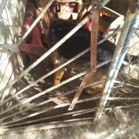 سگ ژرمن نر