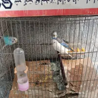 مرغ عشق