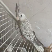 عروس هلندی