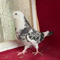 کبوتر تهرانی سرور