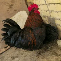 بندر ماهشهر