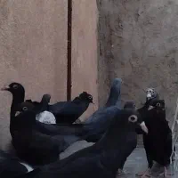 ۱۱تا جوجه (سیاه رنگ)