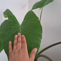 گل بابا آدم|گل و گیاه طبیعی|نیشابور, بنیاد شهید|دیوار