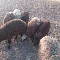 شش عدد بره نر فروشی،میش بز