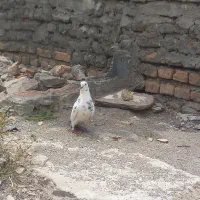 کبوتر