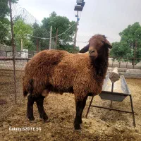 قوچ همو