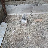 کبوتر|پرنده|بهار, |دیوار