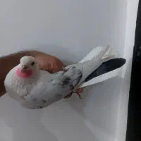 کفتر کبوتر ۳ طوق گرفتنی
