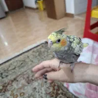 جوجه عروس  تازه دونه خور شده