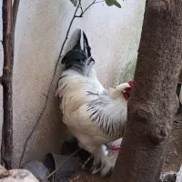 مرغ وخروس برهما