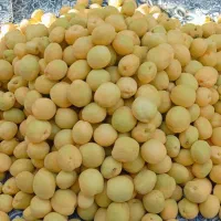 زردآلو درجه یک هسته شیرین
