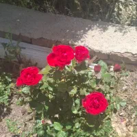 فروش باغ خانزنیان زیر قیمت