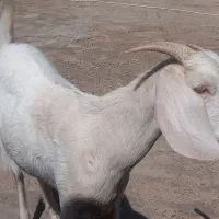 سلام کره ماده هم برای داشتی وهم کشتن