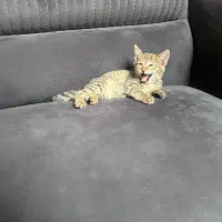 واگذاری بچه گربه ناز آروم