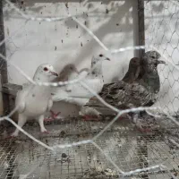 کبوتر