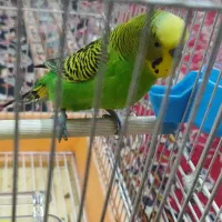 مرغ عشق سخنگو