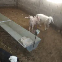 دوبره با یه کهره ماده سانن