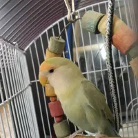 طوطی برزیلی نر