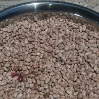 لوبیا چیتی