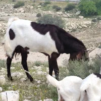 پازن|حیوانات مزرعه|بندر دیر, |دیوار
