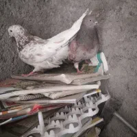 کبوتر هفت رنگ