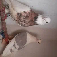 کبوتر گمشده ، دوکت ابی خط سفید ، و یه دوکت پولکی