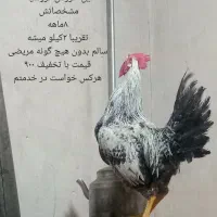 گمشده