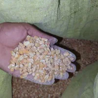 ذرت برزیل