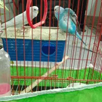 دو عدد مرغ عشق رنگین کمانی