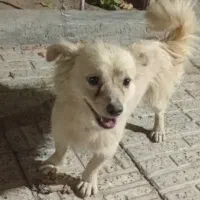 سگ نر