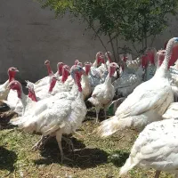 سلام دوستان بوقلمون فقط دومیلیون