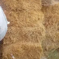 کولش گندم
