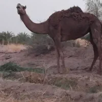 شتر فروشی