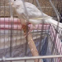 قناری نر