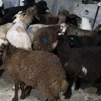 گوسفند نر وماده