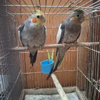جفت عروس هلندی مولد