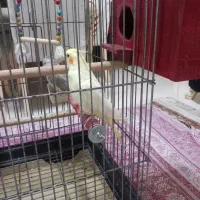 عروس هلندی