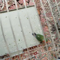 پرنده عروس هلندی