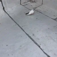 باشی سپه نر
