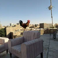 مرغ و خروس