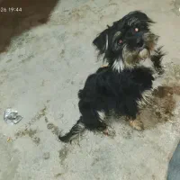 واگذاری ماده سگ پاکوتاه