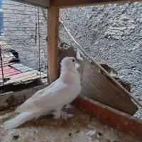 کفتر سفید کاکلی پاپر