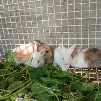 خرگوش نیمه لپ