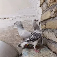شامی|پرنده|چناران, |دیوار