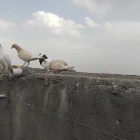 کفتر بوم