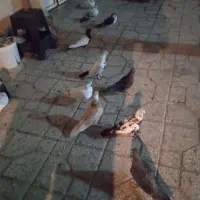 40تا کبوتر همه سالم