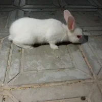 خرگوش