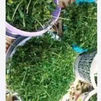نیرو کار اش پزی