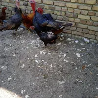 بوقلمون سه سال