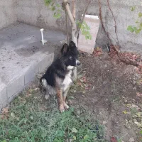 سگ ژرمن هاسگی